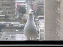 Durch eine verschmutzte Scheibe, im 15. Stock des Holiday Inn in Vancouver, werde ich von einer Mwe beobachtet. Sicherlich wnschte sie sich bei diesem verregneten Wetter auch lieber auf die andere Seite der Scheibe. 19.04.2012