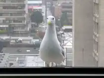 Durch eine verschmutzte Scheibe, im 15. Stock des Holiday Inn in Vancouver, werde ich von einer M�we beobachtet. Sicherlich w�nschte sie sich bei diesem verregneten Wetter auch lieber auf die andere Seite der Scheibe. 19.04.2012