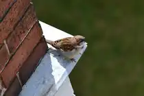 Ein Sperling sonnt sich auf dem Balkonsims. 21.04.12