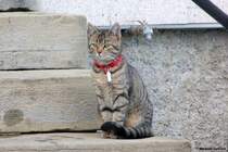 Junge Hauskatze auf der Treppe eines Bauernhauses im Oberallgu (Januar 2012)