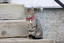 Junge Hauskatze auf der Treppe eines Bauernhauses im Oberallg�u (Januar 2012)