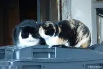 Hauskatzen auf M�ll-Container, gesehen im Oberallg�u an einem Bauernhof (Januar 2012)