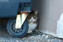 Verstecken spielen? Unter dem Mll-Container, gesehen im Oberallgu, versteckt sich diese Hauskatze (Januar 2012)