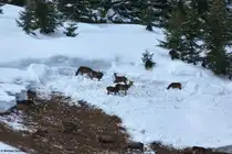 Hirschrudel hoch oberhalb des Weges entlang des B�rguntbaches - gut zu erkennen, warum der Weg einige Tage wegen Lawinengefahr geschlossen war: dort ist ein kleines Schneebrett ins Tal gerutscht (Januar 2012)