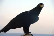 Kaffernadler in der Greifvogelausstellung im Burggarten (SPANIEN - Pe��scola, 01.10.2007)