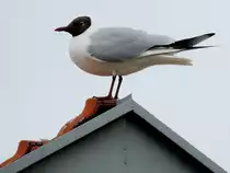 Lachm�we macht einen Zwischenstopp auf einem Dachfirst in Ried; 120422