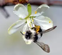 Eine Westliche Honigbiene besucht eine Pflaumenbl�te, am 12.03.2011
