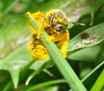 Eine Westliche Biene klammert sich nach einer Lwenzahnorgie an einem Grashalm, am 11.04.2011.
