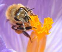 Eine Westliche Honigbiene mit Pollenkgelchen ist in einem Krokus, am 12.03.2011.