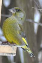 Ein Grnling bzw. Grnfink am Futterplatz, am 15.12.2009.