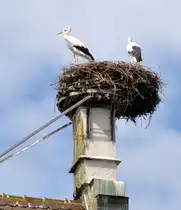 Wei�st�rche im Nest, am 30.08.2011.