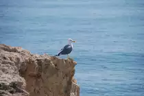 Silberm�we an der Praia da Albandeira (PORCHES, Distrikt Faro/Portugal, 03.03.2008)