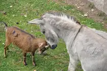 Wer ist st�rker, eine Ziege und ein Esel stemmen spielerisch H�rner gegen Schnauze in den Klosteranlagen von Lorch, am 19.06.2011.