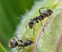Schwarz-Graue Wegameise (Lasius niger), am 09.04.2011.