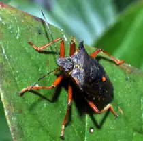 Rotbeinige Baumwanze (Pentatomes rufipes) am 19.09.2010.