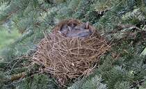 Vogelnest
23.04.2012