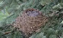 Vogelnest
23.04.2012