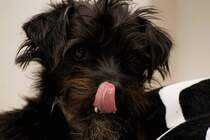 Kurti das neue Familienmitglied seit 1 Woche