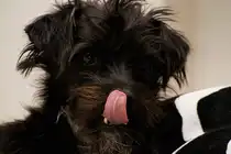 Kurti das neue Familienmitglied seit 1 Woche