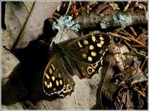 Waldbrettspiel (Pararge aegeria), Weibchen. 29.04.2012 (Hans)