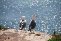 Silberm�wen an der Praia da Marinha (PORTUGAL - Carvoeiro, 03.03.2008)