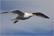 Fast auf gleicher Augenhhe: Silbermwe im Gleitflug. 30.04.2012 auf der Nordsee.