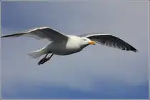 Fast auf gleicher Augenh�he: Silberm�we im Gleitflug. 30.04.2012 auf der Nordsee.