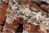 Gemischte Kolonie auf Helgoland: Basst�lpel, Dreizehenm�wen und Lummen teilen sich den knappen Platz im Felsen. 30.04.2012