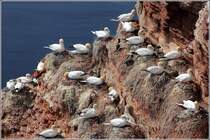 Einzelne Lummen inspizieren diese Basstlpelkolonie auf Helgoland. 30.04.2012
