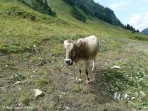 Allguer Braunvieh - im Dietersbacher Tal hinter Oberstdorf-Gerstruben (Oberallgu - August 2010)