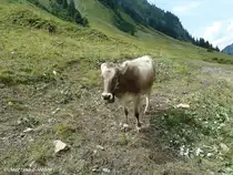 Allg�uer Braunvieh - im Dietersbacher Tal hinter Oberstdorf-Gerstruben (Oberallg�u - August 2010)