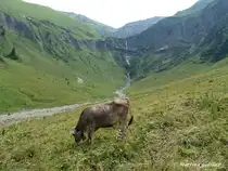 Allg�uer Braunvieh - am Talschluss vom Dietersbacher Tal hinter Oberstdorf-Gerstruben (Oberallg�u - August 2010)