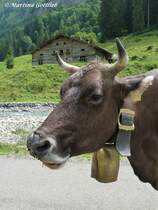 Breitengehrenalpe im Rappenalptal hinter Eindsbach gelegen - diese Allguer Kuh wollte unbedingt auf's Bild (Oberallgu - August 2010)