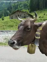 Breitengehrenalpe im Rappenalptal hinter Ein�dsbach gelegen - diese Allg�uer Kuh wollte unbedingt auf's Bild (Oberallg�u - August 2010)
