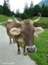 An der Buchrainer-Alpe im Rappenalptal - einmal neugierig sein mchte dieses Allguer Braunvieh (Oberallgu - August 2010)
