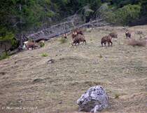 Gemsen kommen im Winter auch tief runter in die Tler, so wie hier am Beginn des Oytales (Oberallgu - Ostern 2004)