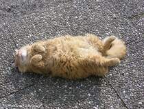 Sonnenbaden ist doch etwas Herrliches (Oberallgu - Ostern 2004)