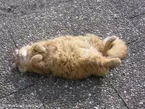 Sonnenbaden ist doch etwas Herrliches (Oberallg�u - Ostern 2004)