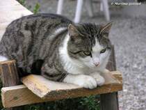 Hofkatze in Schweineberg (Oberallgu - Ostern 2004)