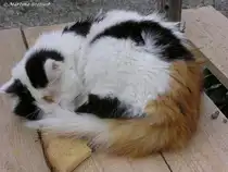 Eingekringelt und d�send: Hofkatze in Schweineberg (Oberallg�u - Ostern 2004)