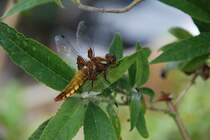 Plattbauchlibelle im Garten (OLDENBURG/Deutschland, 28.05.2008)
