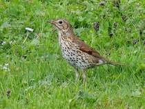 Singdrossel(Turdus philomelos) ist im Garten auf Nahrungssuche; 120430