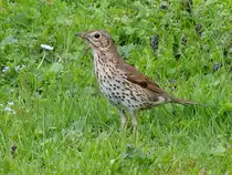 Singdrossel(Turdus philomelos) ist im Garten auf Nahrungssuche; 120430