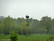 Storchennest bei Hervest-Dorsten mit Otto und Lotte (NRW - April 2012)