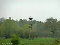 Storchennest bei Hervest-Dorsten mit Otto und Lotte (NRW - April 2012)