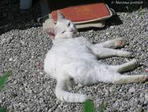 Hofkatze auf einem Allguer Bauernhof (Oberallgu - Sommer 2008)