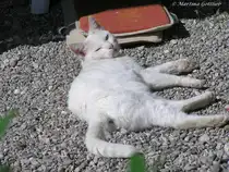 Hofkatze auf einem Allg�uer Bauernhof (Oberallg�u - Sommer 2008)