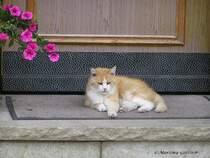 Oberstdorf-Reichenbach: Hier kommt keiner an mir vorbei (Oberallgu - Sommer 2008)