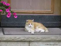 Oberstdorf-Reichenbach: Hier kommt keiner an mir vorbei (Oberallg�u - Sommer 2008)