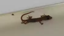  Blinder  Gecko an der Decke im Hotelzimmer (l�uft an der Spinne vorbei), Yangpu/Hainan, 31.7.10